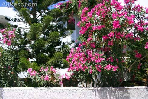 Amaryllis Hotel 3